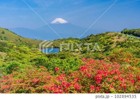 (静岡県)山ツツジ咲く箱根玄岳から富士山の眺め (静岡県)山ツツジ咲く箱根玄岳から富士山の眺め 102894535