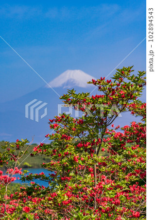 (静岡県)山ツツジ咲く箱根玄岳から富士山の眺め (静岡県)山ツツジ咲く箱根玄岳から富士山の眺め 102894543