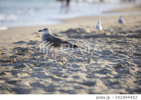 Sea of sand and a seagull. A seagull walks along the beach of the ocean. Summer vacation. 102894982