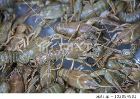 Background many live crayfish close up Background many live crayfish close up 102894983
