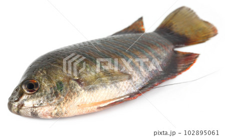 Banded gourami of Southern Asia 102895061