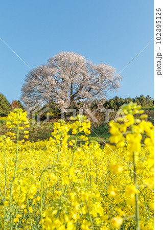 馬場の山桜 102895126