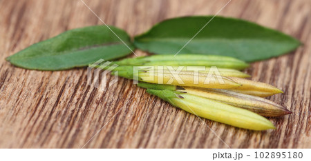 Chirata leaves with pods Chirata leaves with pods 102895180
