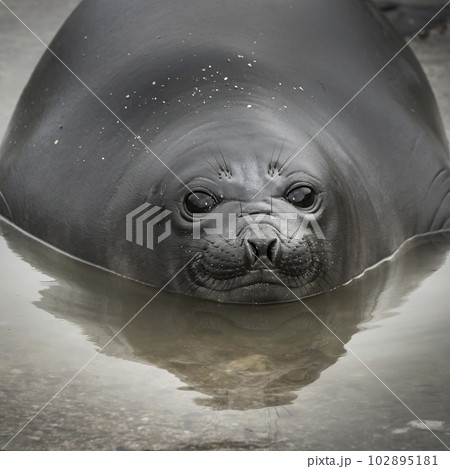 Elephant seal resting on the beach, Peninsula Valdes, Elephant seal resting on the beach, Peninsula Valdes, 102895181