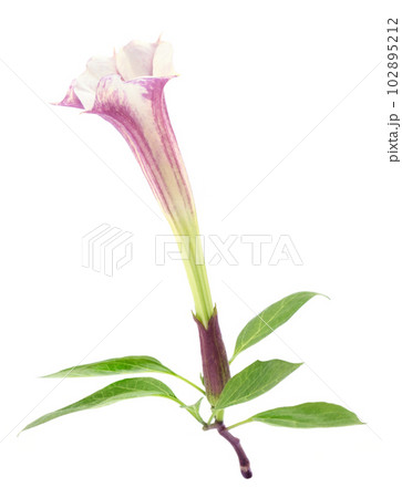 Datura flower Datura flower 102895212