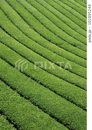 福岡県を代表するお茶の産地　美しい八女中央大茶園 102895248