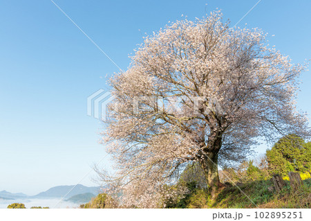 馬場の山桜 102895251