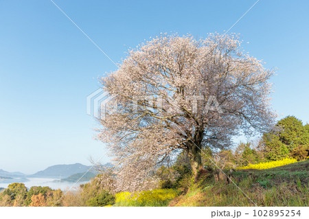 馬場の山桜 馬場の山桜 102895254