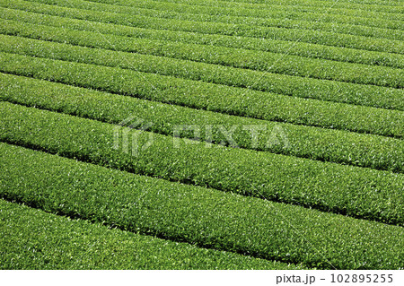 福岡県を代表するお茶の産地 美しい八女中央大茶園 福岡県を代表するお茶の産地 美しい八女中央大茶園 102895255