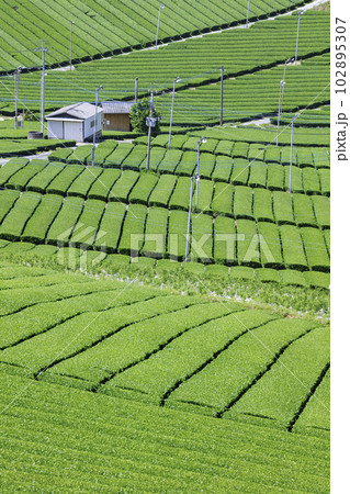 福岡県を代表するお茶の産地　美しい八女中央大茶園 102895307
