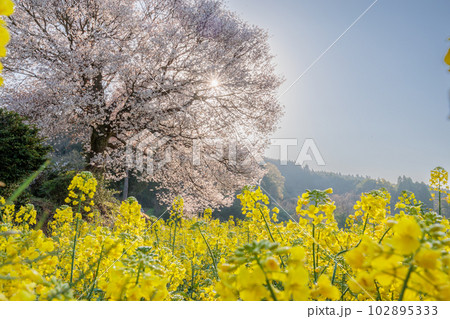馬場の山桜 102895333