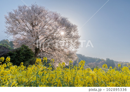 馬場の山桜 102895336