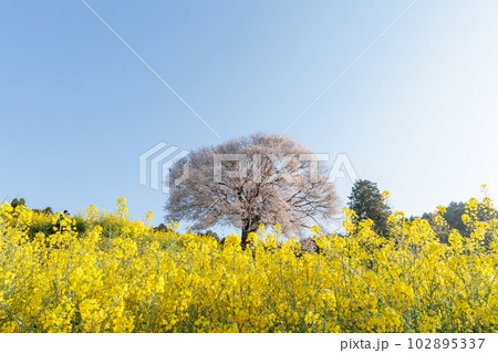 馬場の山桜 102895337
