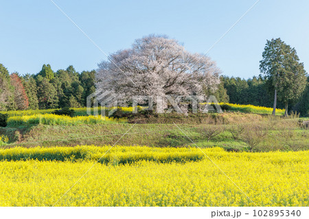 馬場の山桜 102895340