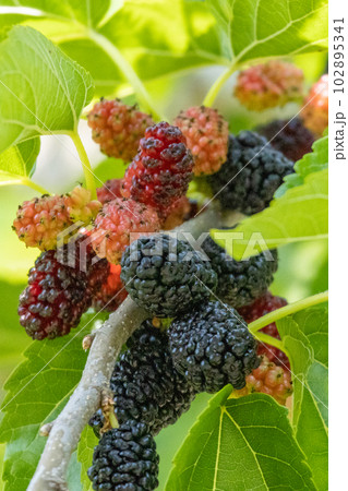 食べごろの桑の実 102895341