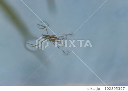 水面に浮かぶアメンボ 水面に浮かぶアメンボ 102895397
