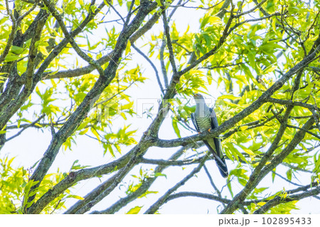 大木にとまるカッコウ 102895433