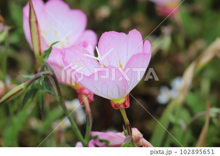 春の庭に咲くピンク色のヒルザキツキミソウの花 春の庭に咲くピンク色のヒルザキツキミソウの花 102895651