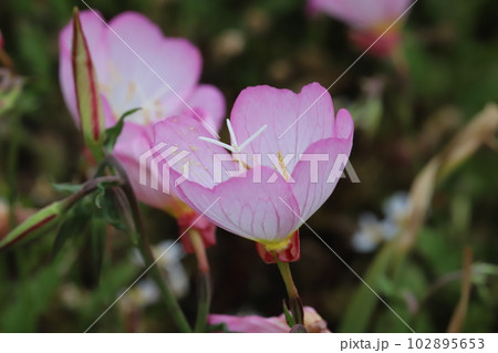 春の庭に咲くピンク色のヒルザキツキミソウの花 春の庭に咲くピンク色のヒルザキツキミソウの花 102895653