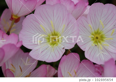 春の庭に咲くピンク色のヒルザキツキミソウの花 春の庭に咲くピンク色のヒルザキツキミソウの花 102895654