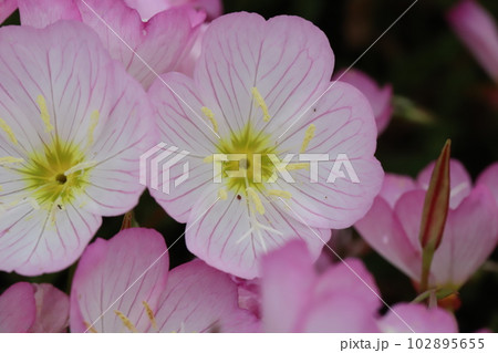 春の庭に咲くピンク色のヒルザキツキミソウの花 102895655