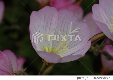 春の庭に咲くピンク色のヒルザキツキミソウの花 102895657