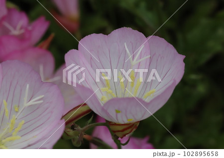 春の庭に咲くピンク色のヒルザキツキミソウの花 春の庭に咲くピンク色のヒルザキツキミソウの花 102895658