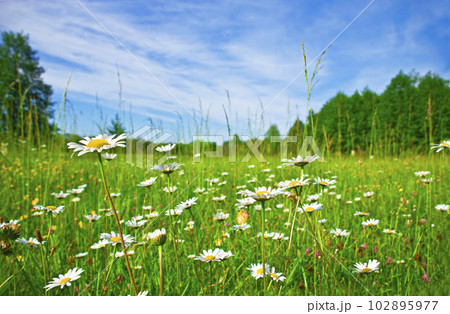 blossoming meadow and the blue sky 102895977