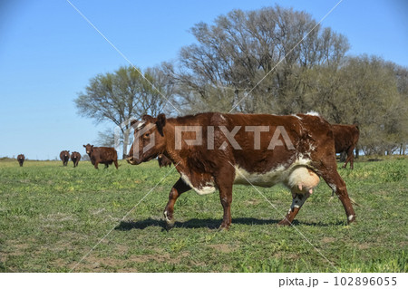 Cows fed with natural grass in pampas countryside, Patagonia, Argentina. Cows fed with natural grass in pampas countryside, Patagonia, Argentina. 102896055