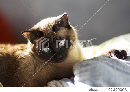 Siamese blue-eyed cat at home 102896068