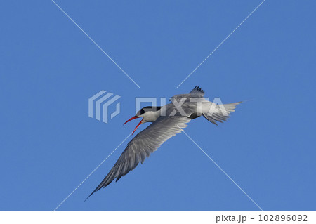 Sandwich Tern in flight, Patagonia Argentina. 102896092