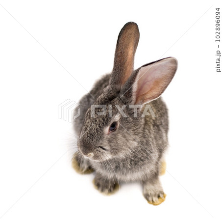 Organic livestock. Young gray rabbit isolated on a white background. 102896094