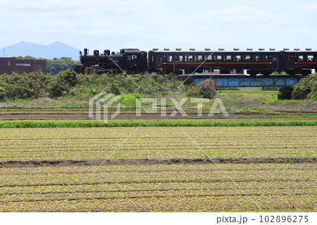 真岡鐵道「新芽出る畑とSLもおか号」筑波山背景に 102896275