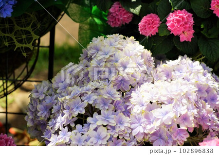 アジサイの花。 102896838