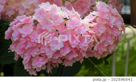 アジサイの花。 102896841