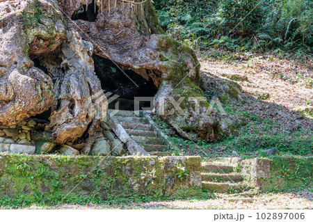 武雄の大楠(佐賀県武雄市) 武雄の大楠(佐賀県武雄市) 102897006
