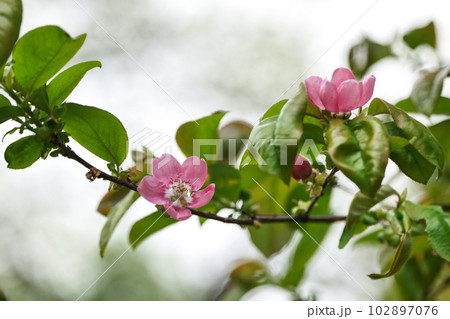 宮沢賢治が学んだ盛岡高等農林学校、現岩手大学農学部に咲く 宮沢賢治が学んだ盛岡高等農林学校、現岩手大学農学部に咲く 102897076