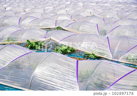 一面のすいか畑 一面のすいか畑 102897178