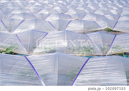 一面に広がるビニールハウス 一面に広がるビニールハウス 102897183
