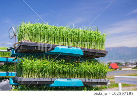 青空と田植え機に積まれた稲の苗 青空と田植え機に積まれた稲の苗 102897198