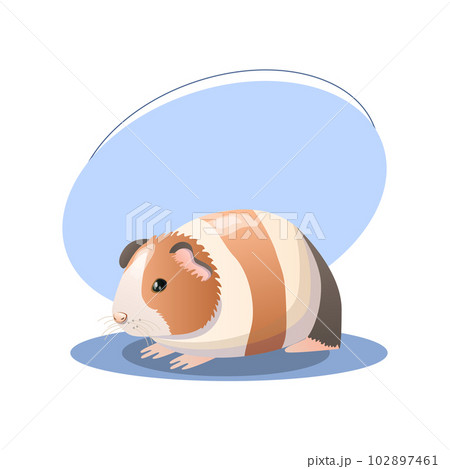 Guinea pig illustration. Animal, ears, paws, fluffy, colorful. Editable vector graphic design. 102897461