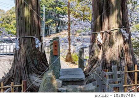 武雄神社　夫婦檜 102897487