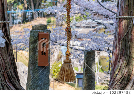 武雄神社　夫婦檜 102897488