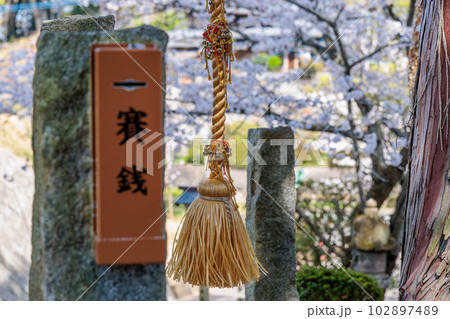 武雄神社　夫婦檜 102897489