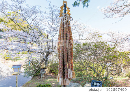 武雄神社　夫婦檜 102897490