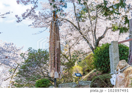 武雄神社　夫婦檜 102897491