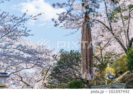 武雄神社　夫婦檜 102897492