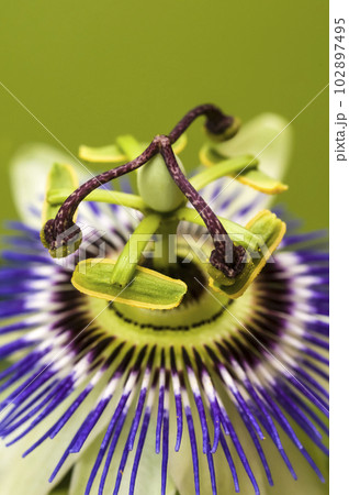Blue passion flower, close up view, Pampas forest, Argentina. 102897495