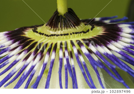 Blue passion flower, close up view, Pampas forest, Argentina. 102897496