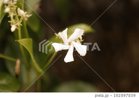 Jasminum sambac shrub produces charming little star-shaped white blooms. Exceptionally fragrant white little flowers among green foliage in spring garden. Sampaguita Jasmine or Arabian Jasmine flower. Jasminum sambac shrub produces charming little star-shaped white blooms. Exceptionally fragrant white little flowers among green foliage in spring garden. Sampaguita Jasmine or Arabian Jasmine flower. 102897839